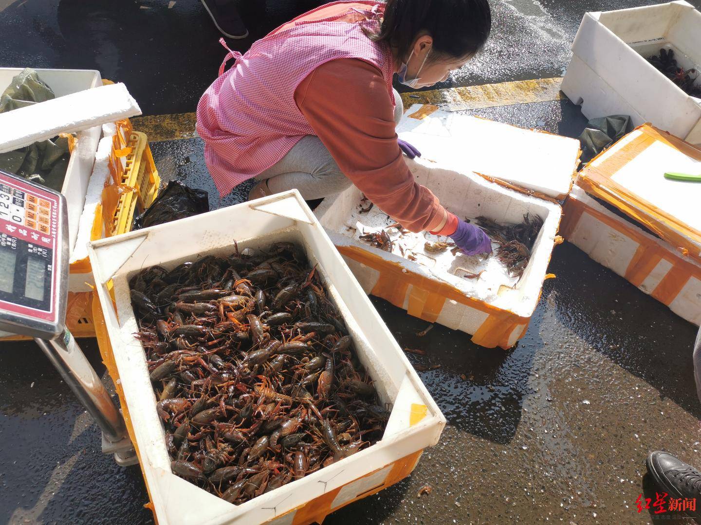 每斤2040元四川小龙虾抢鲜上市商家后期外地虾大量上市会跌价