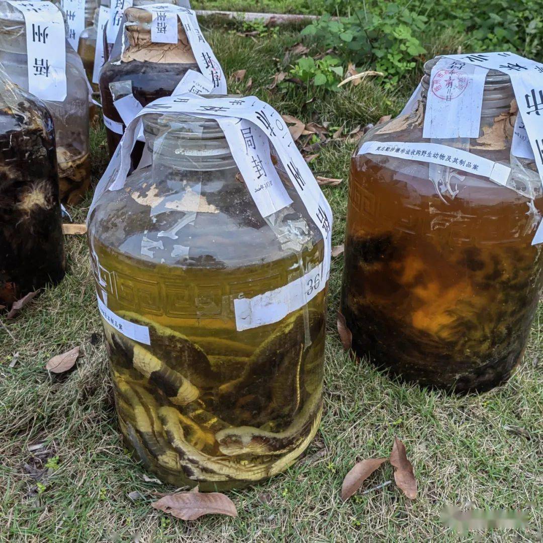 梧州集中处置野生动物泡酒1000公斤