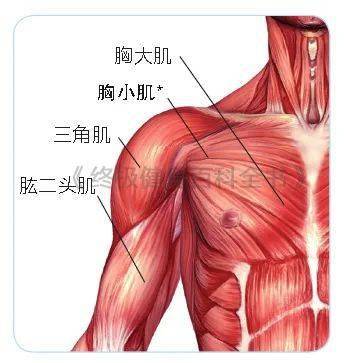 經典伸展運動肌肉圖解改善肌肉僵硬保持肌肉彈性