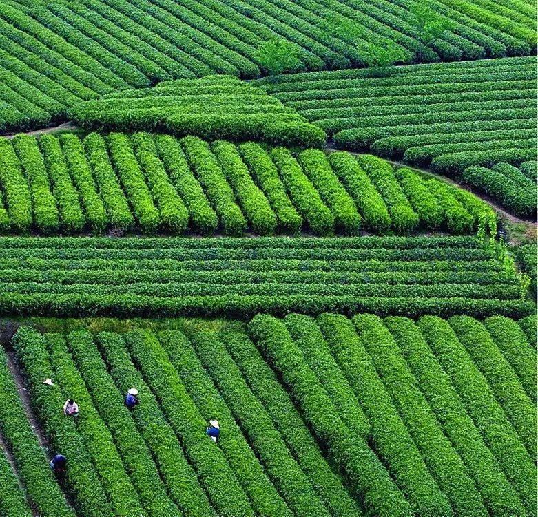 開化邀您沏一杯龍頂賞一方美景