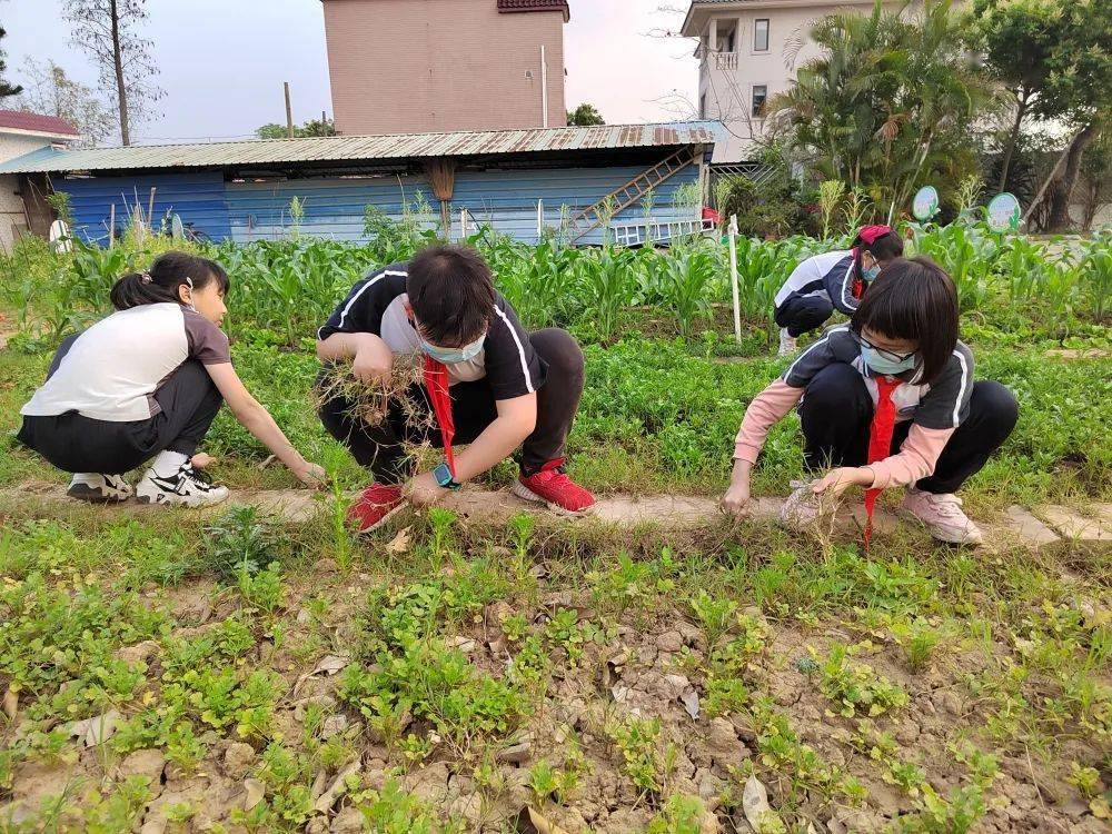 勞動最光榮不負春光好時節南沙小學勞動實踐基地春耕校園種植活動勞動