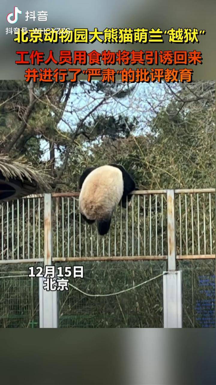 大熊猫萌兰"越狱"被带回,并进行了"严肃"的批评教育_越狱_批评_进行了