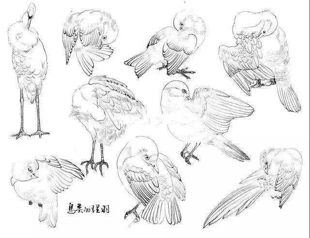 工笔禽鸟白描技法_鸟类_飞行_翅膀