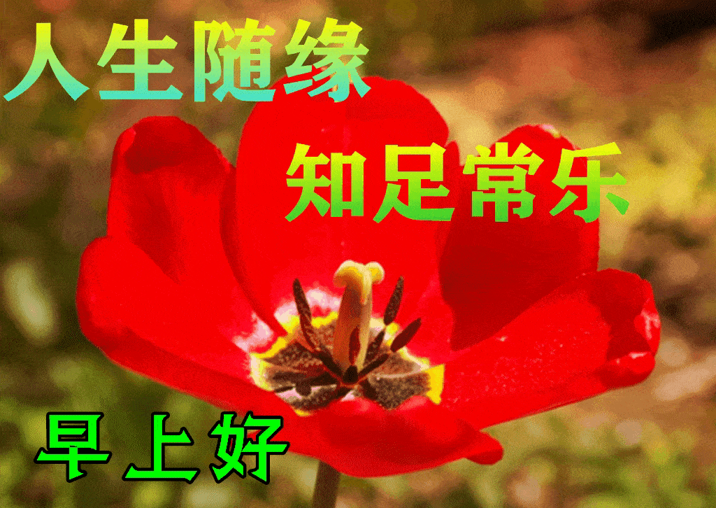 66个早上好问候鲜花图