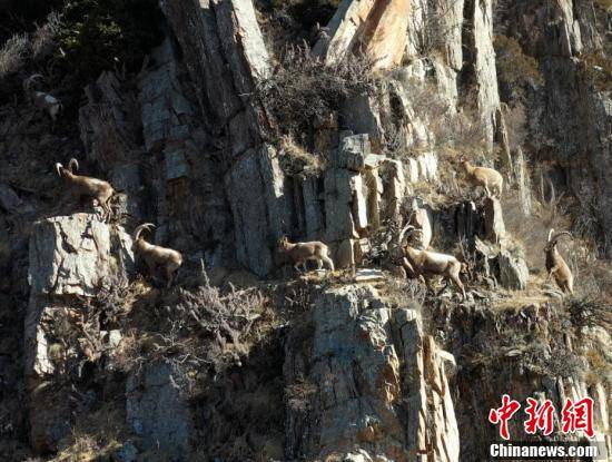 天山|新疆西天山大批北山羊悬崖峭壁觅食