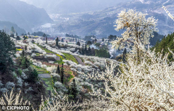 重庆市|漫山遍野春花开