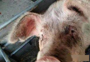 泪斑是评判猪群健康水平的重要指标