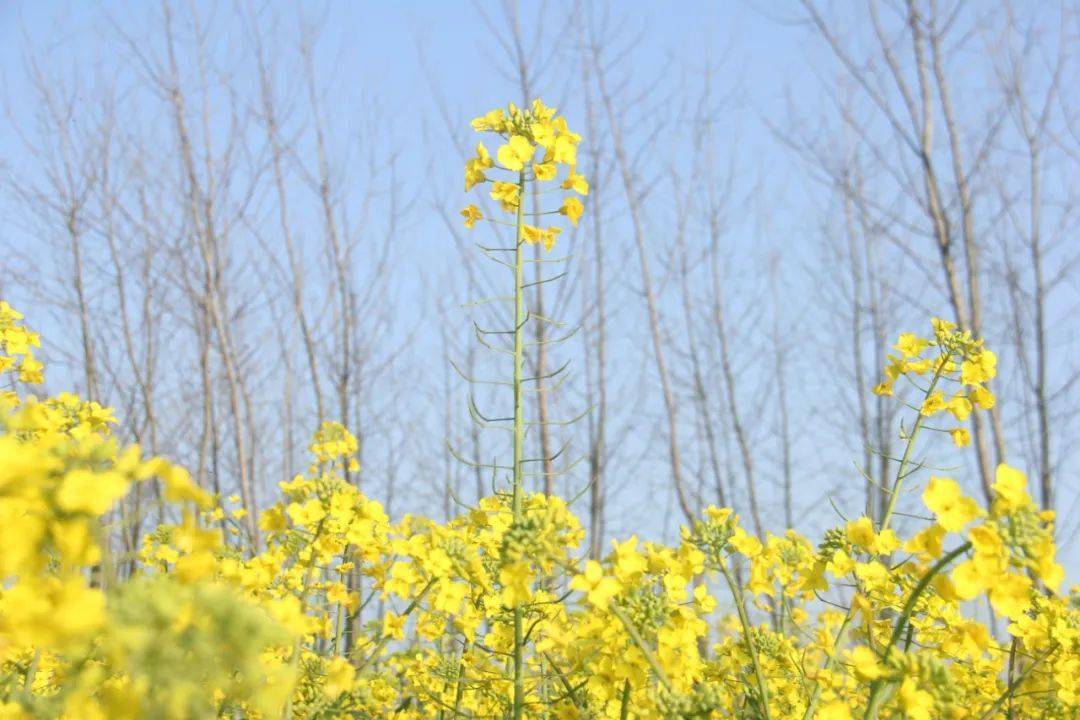 江陵油菜花赞文/沙子鹰蓝韵调春家,芸苔情此霞.