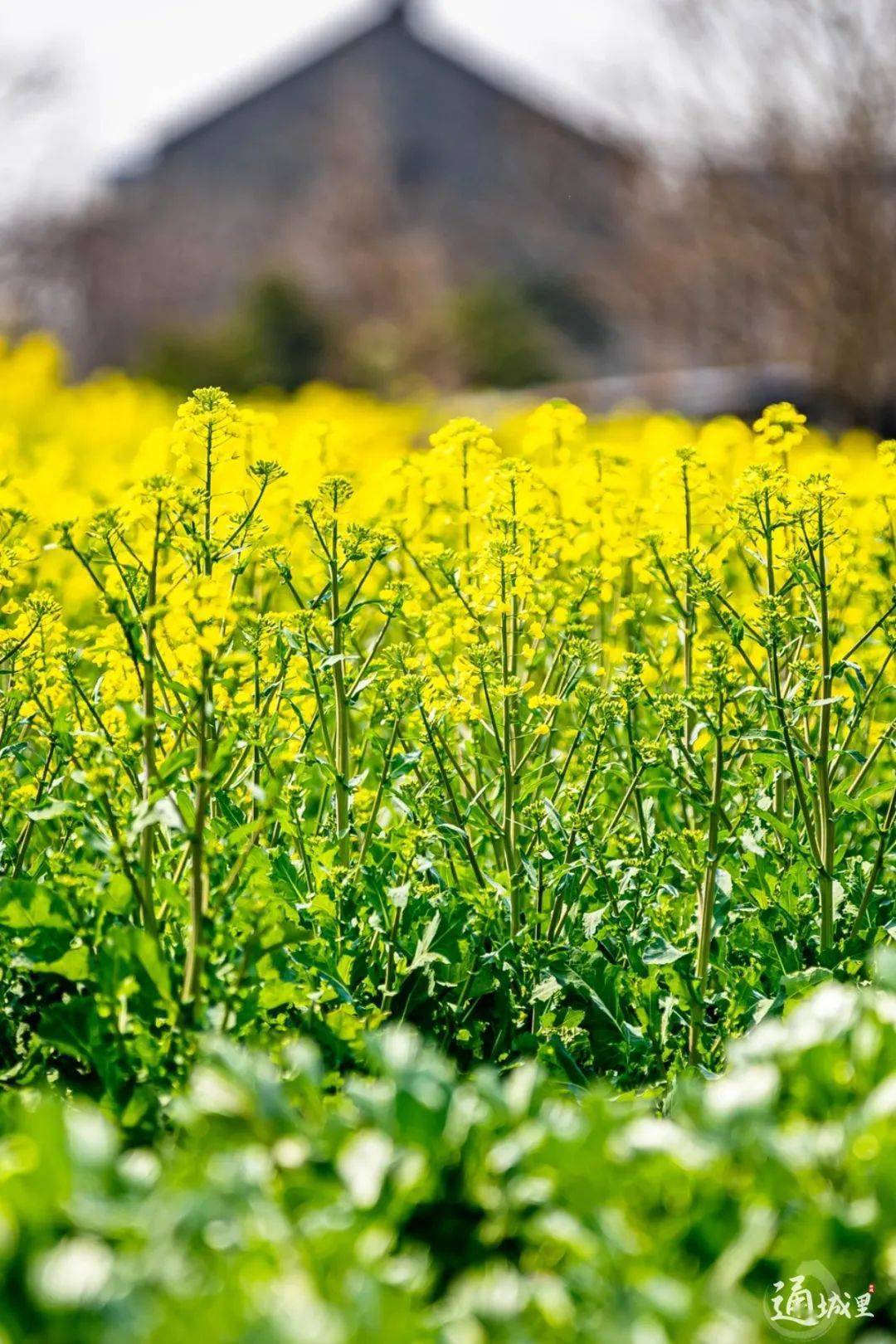 油菜花都开好了