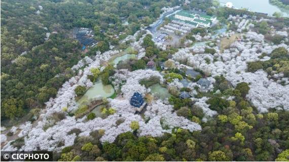 景区|江苏无锡：鼋头渚景区樱花绽放