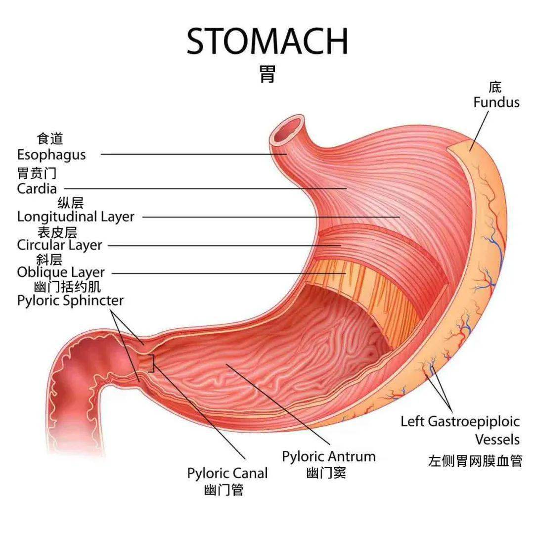胃壁的结构图片