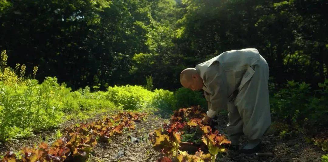 她在尼姑庵做出世界顶级素食