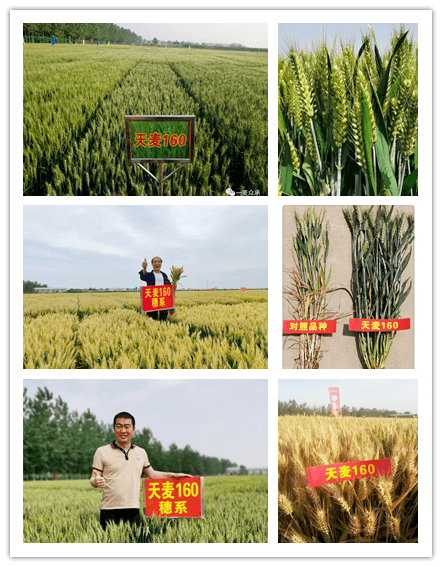 小麦419品种图片