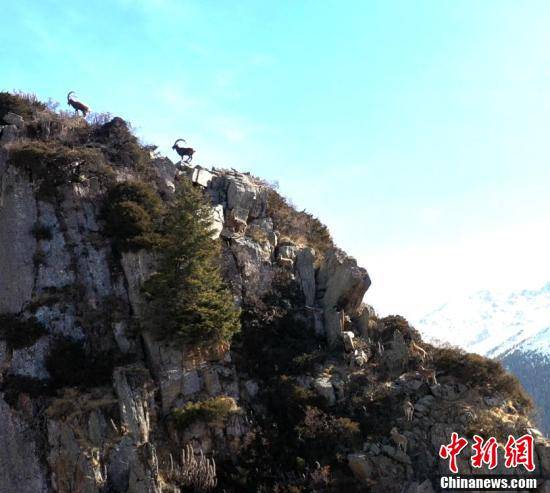 天山|新疆西天山大批北山羊悬崖峭壁觅食