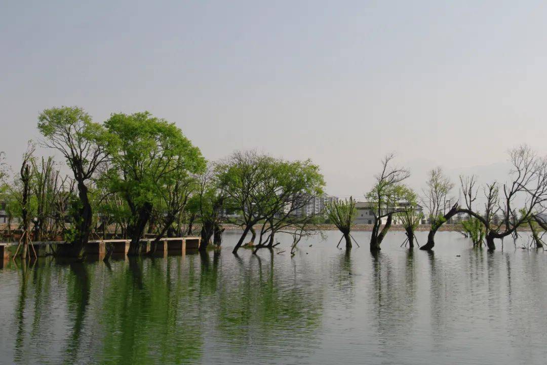 春到黄龙潭黄龙潭的美不张扬不招展