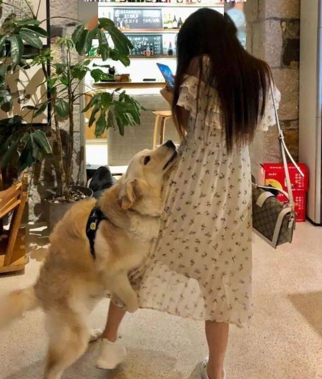 狗狗这些不良行为,看到要马上纠正,不然它会更嚣张_主人_办法_东西
