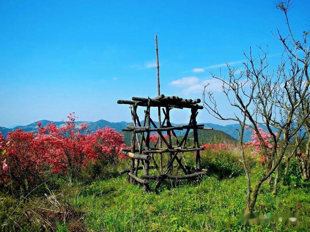 在这处处闻啼鸟季节里,缙云县石笕乡界牌山的杜鹃也踏着春风扑面而来