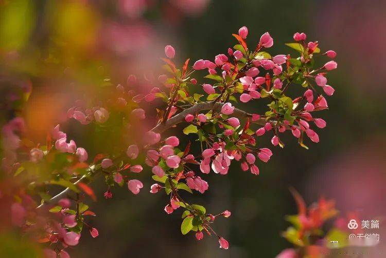 漢中美麗鄉村油菜花開得正燦爛