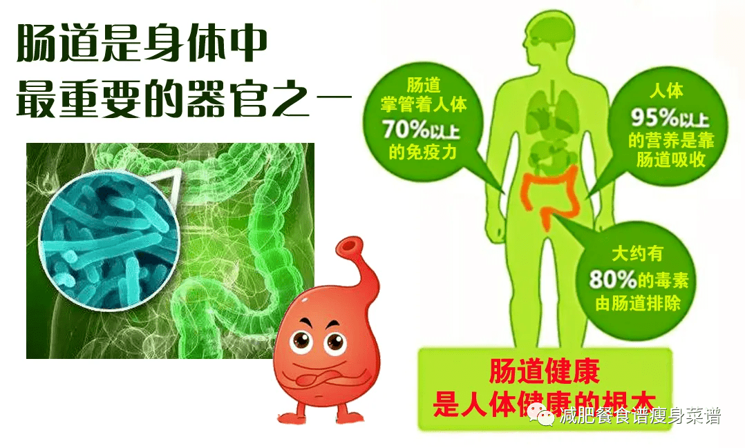 整肠生功效与价格_整肠生药品说明书_整肠生的功效与作用说明书