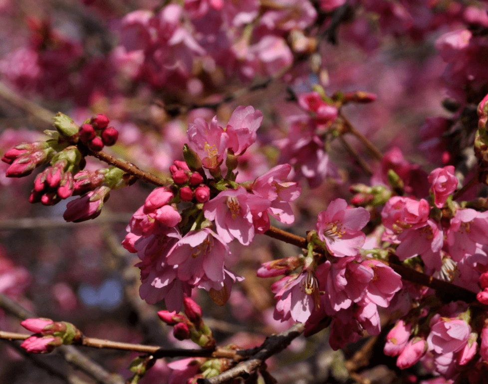 67樱花李花怒放这9个赏花佳处别错过