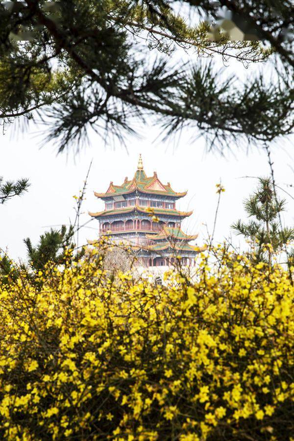 烟台蓬莱迎春花绽放美如画