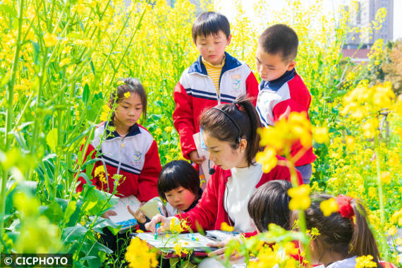 浙江省台州市|走进花海画春天