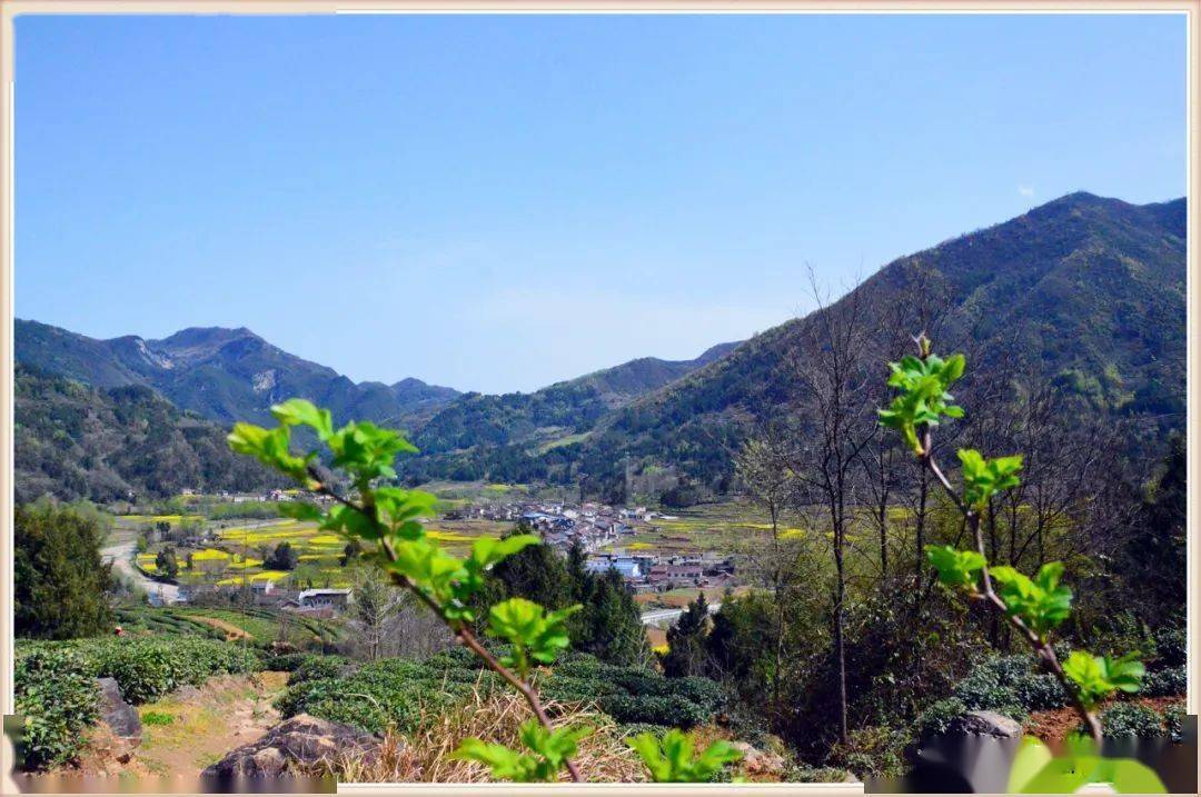 花开正好,汉中高川镇春意正盎然_高山碧_沐浴春_西乡县