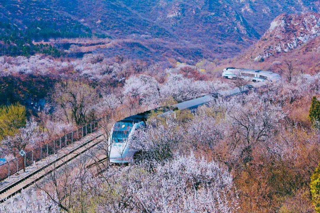 春天花事61花海列車登居庸關長城近距離拍攝開往春天的列車郊野踏青