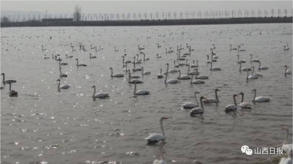 现实版“天鹅湖”！数百只白天鹅“做客”黄汾湿地万荣段