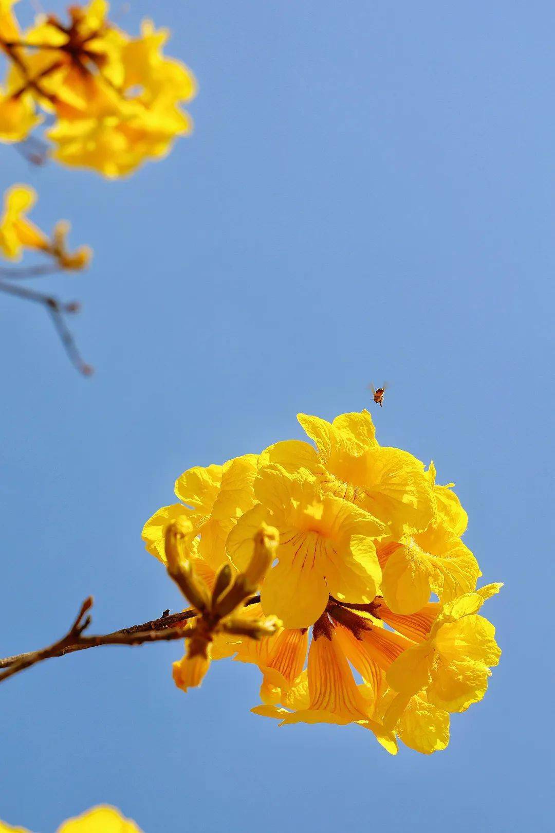 海洋中你是否在这片置身画中融为一体暖阳 蓝天 绿树 黄花-01-花语