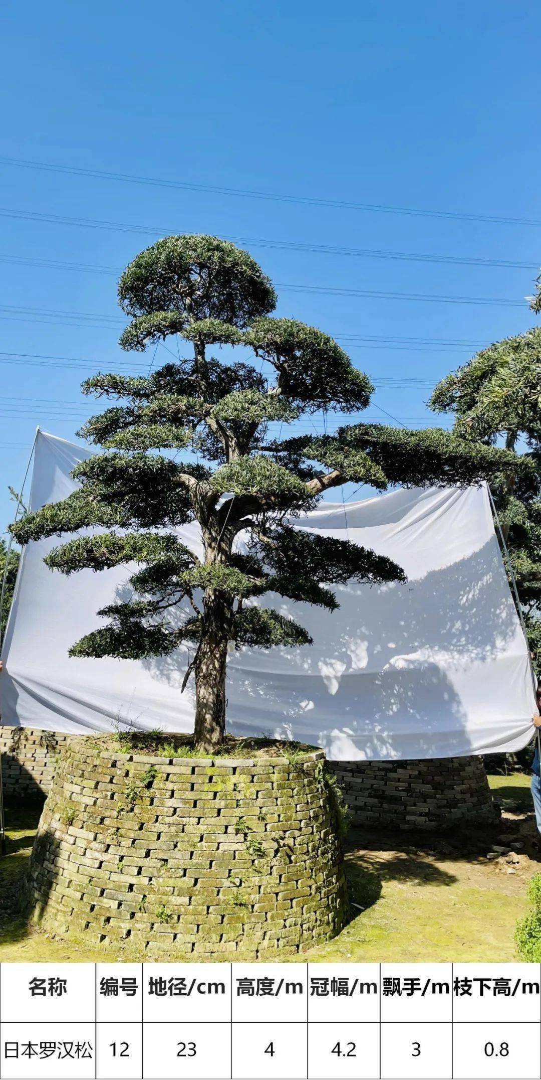 马后花园精品日本进口罗汉松独特造型