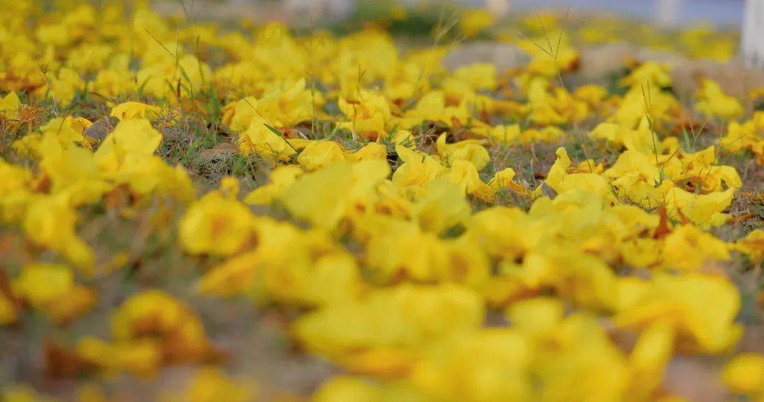 邂逅浪漫这片金色海洋让人流连忘返