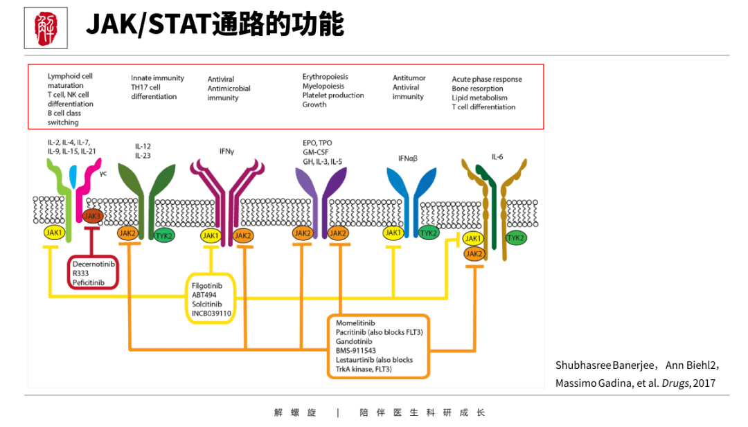 nf-κb通路又有新发现,医学研究必须看懂的信号通路_细胞_科研_相关