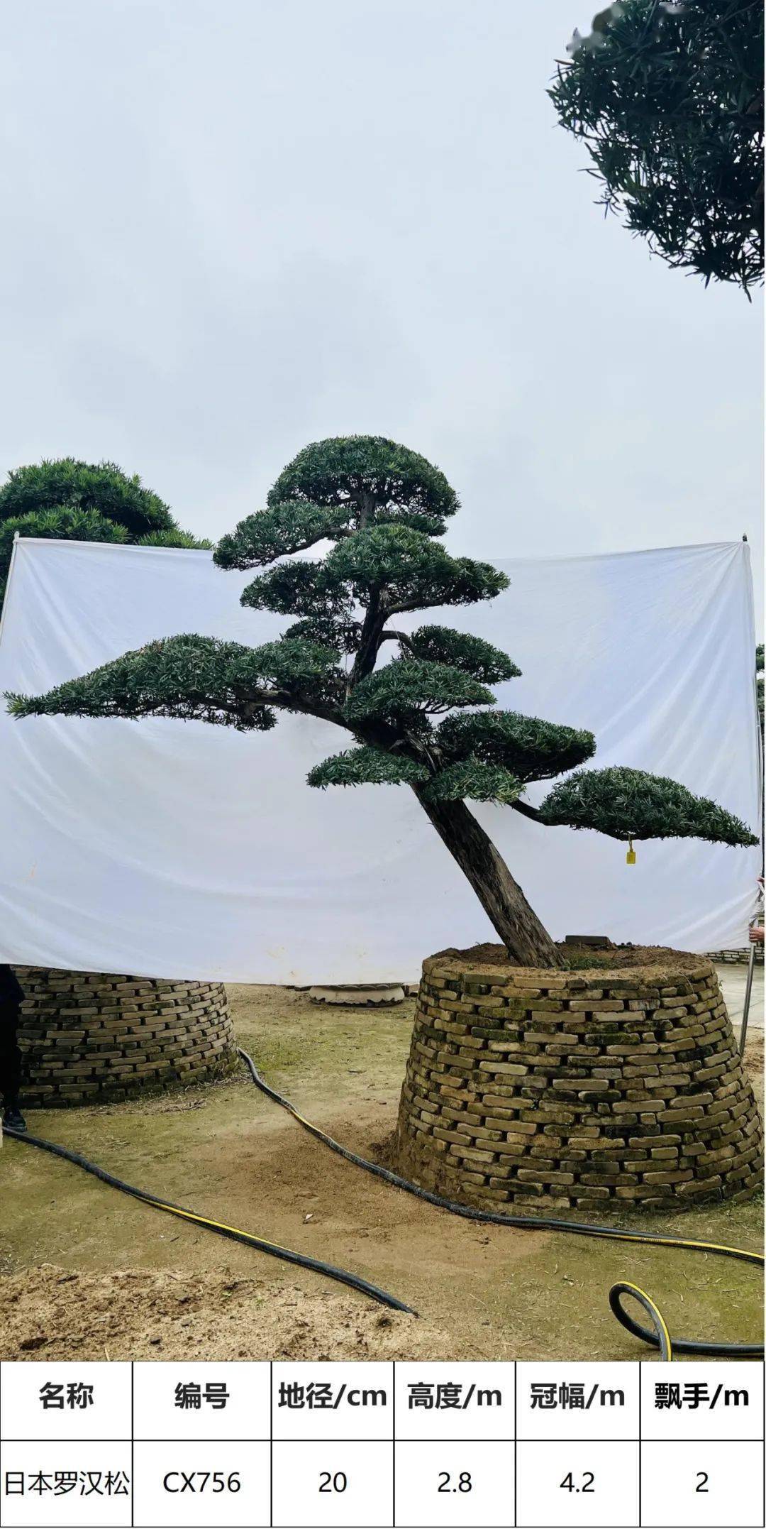 马后花园精品日本进口罗汉松独特造型