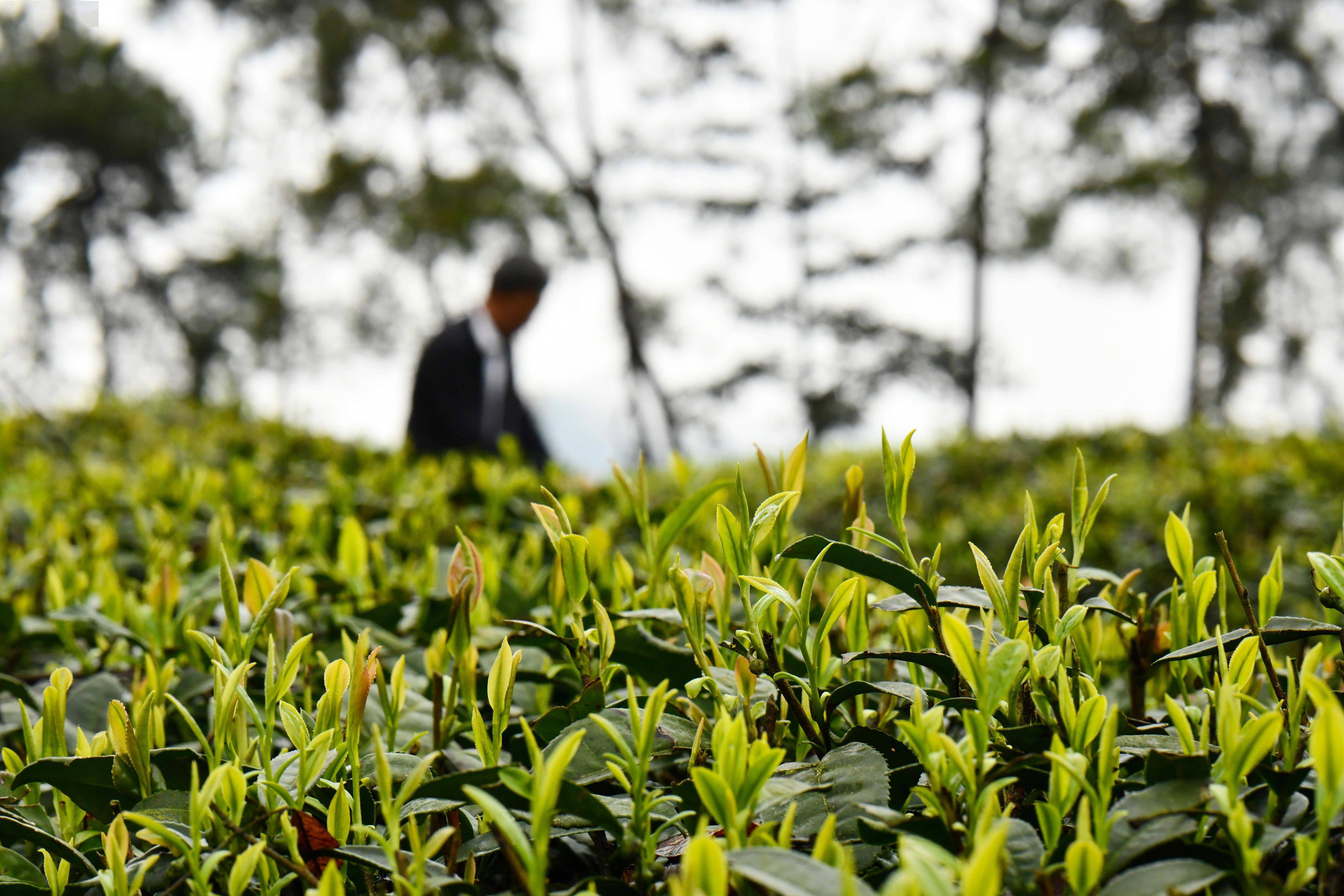 清明临近,各地茶区进入明前茶采摘忙碌期,人们抓紧