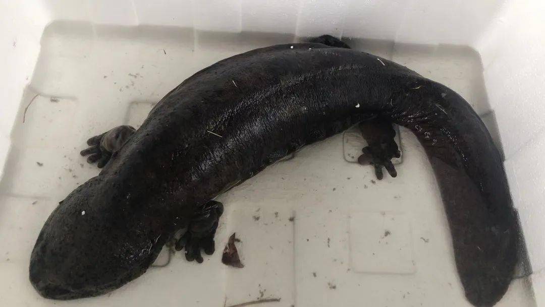 天台三合镇水库惊现80公分长怪鱼爬上岸发出像婴儿哭声