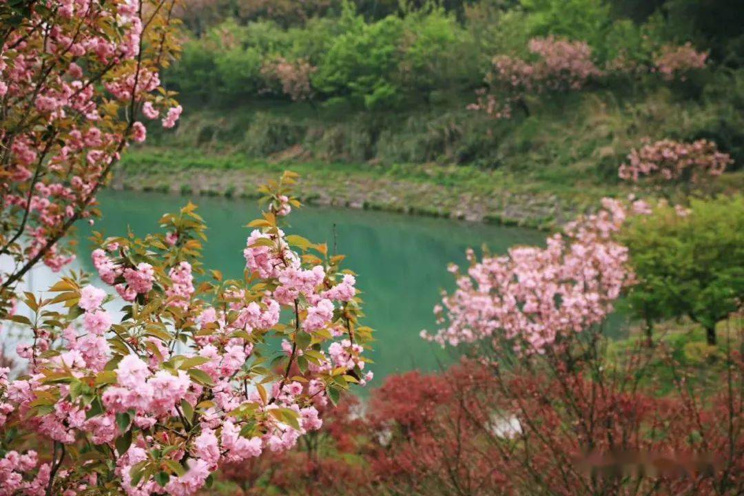 4 四明山晚樱|上马岗浪漫樱花,姚江源头茶园樱花,探秘火焰山……_活动