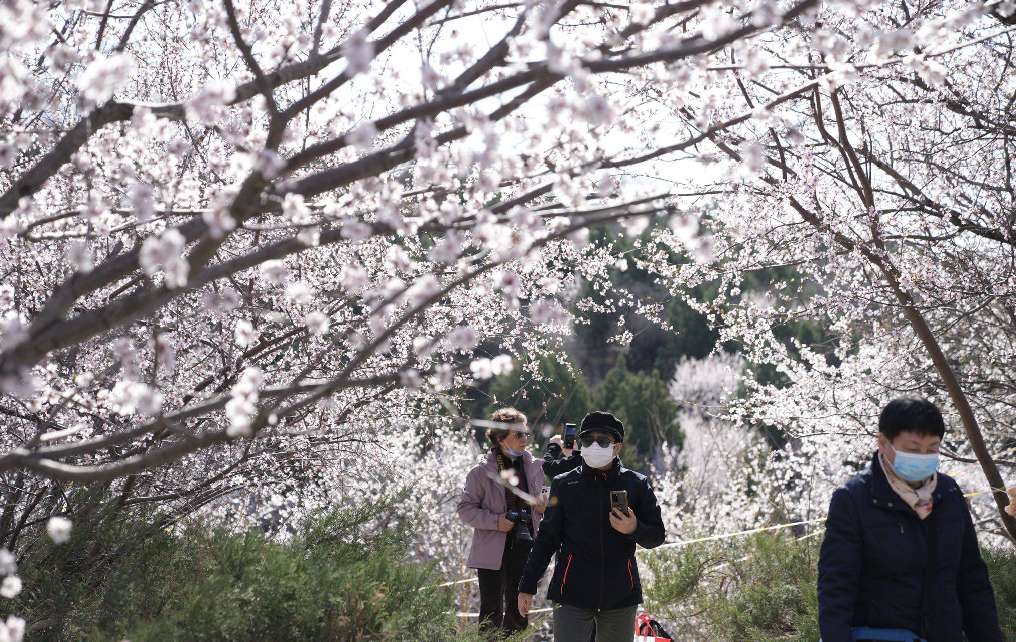 感觉|快来打卡！北京这里有一处“山桃花谷”，花海引人入胜