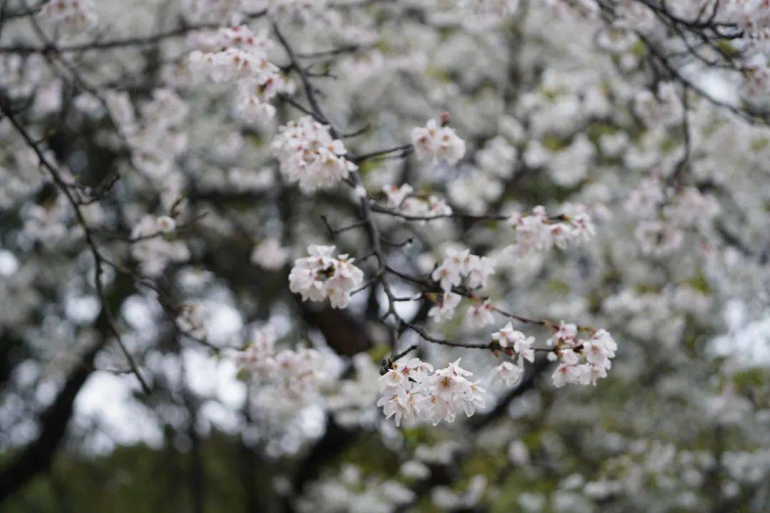 太湖|春风十里，花开相城