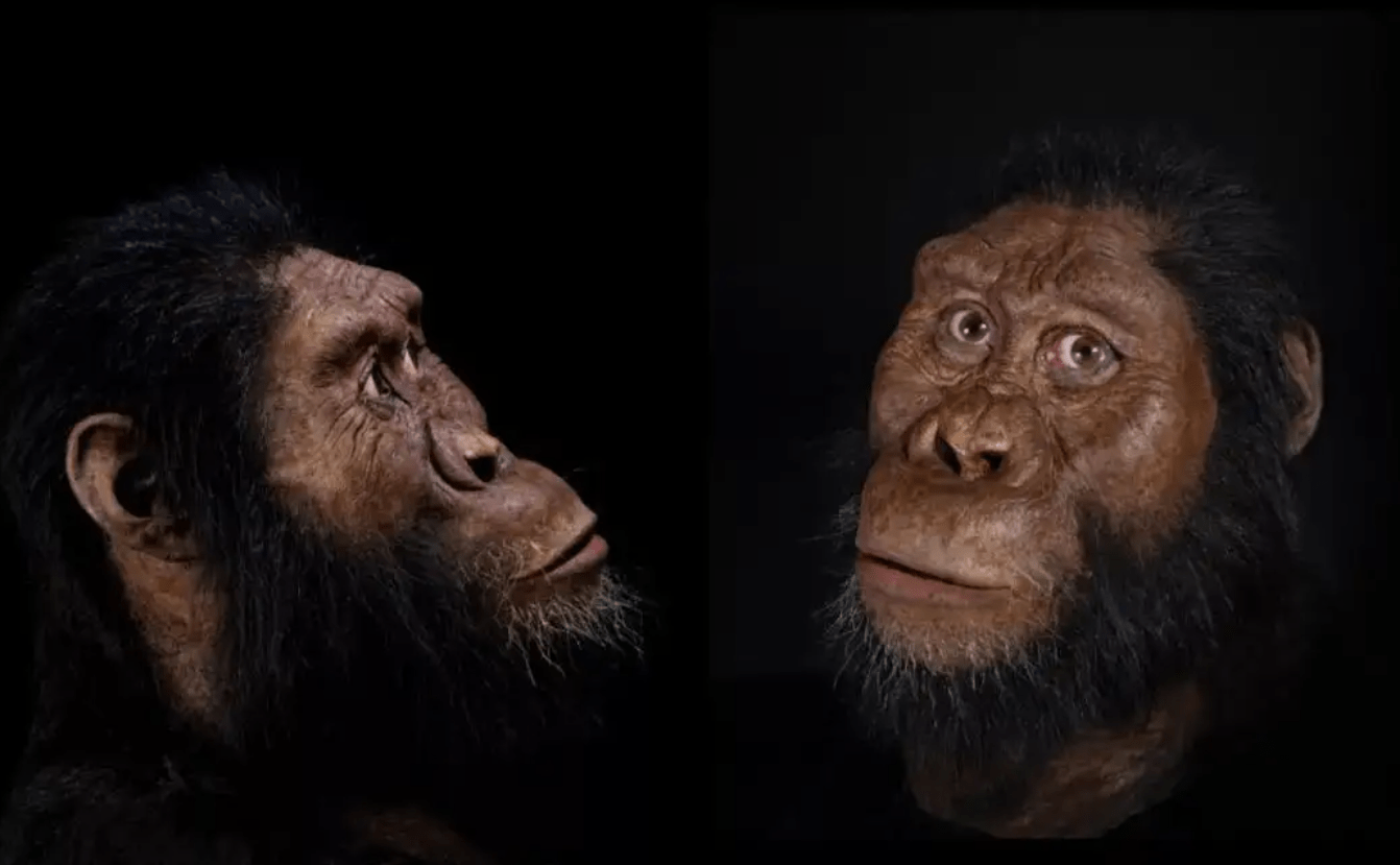 森林古猿祖先图片