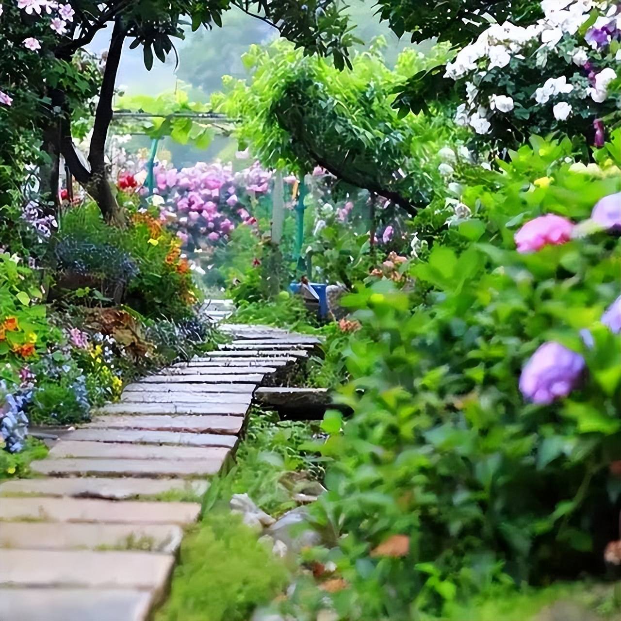 这是一座没有围墙的私家花园是喜欢养花人的仙境太撩人了