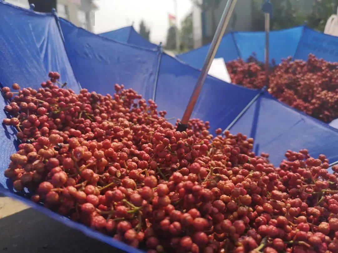 "黄盖"花椒入选省级林木良种