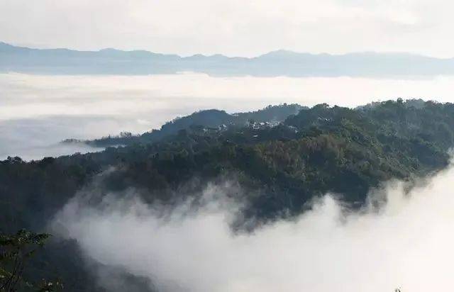 功效|好香！是春天的味道！
