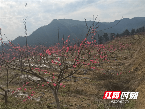 云台山|双牌：瑶乡桃花盛开产业兴