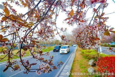 观叶|郑州“繁花大道”落英缤纷