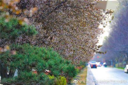 观叶|郑州“繁花大道”落英缤纷