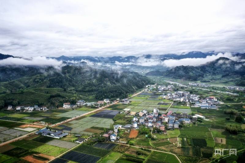 福建武夷山星村镇茶园抽新绿迎接制茶季