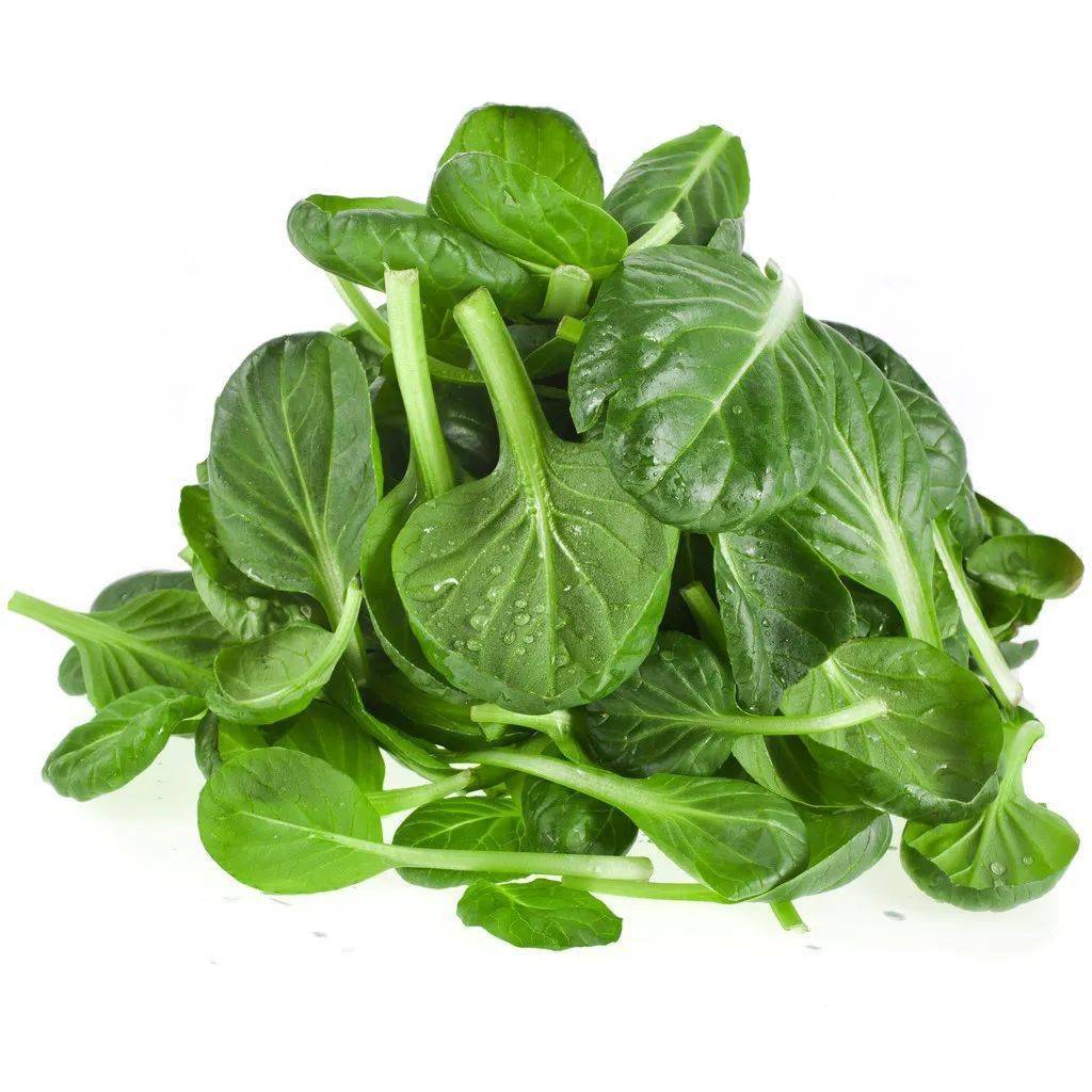 2:口感不同圆叶菠菜的含水量比较少,草酸含量比较多.