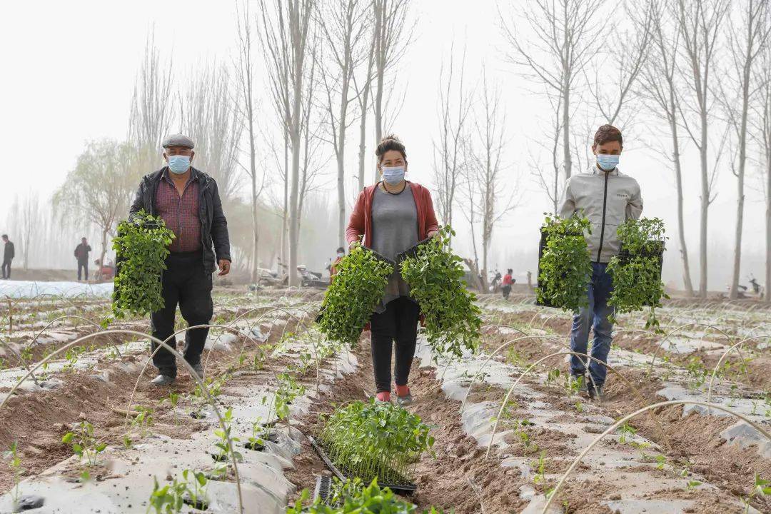 喀什市阿克喀什乡千亩双膜螺丝椒移栽掀起春耕生产热潮
