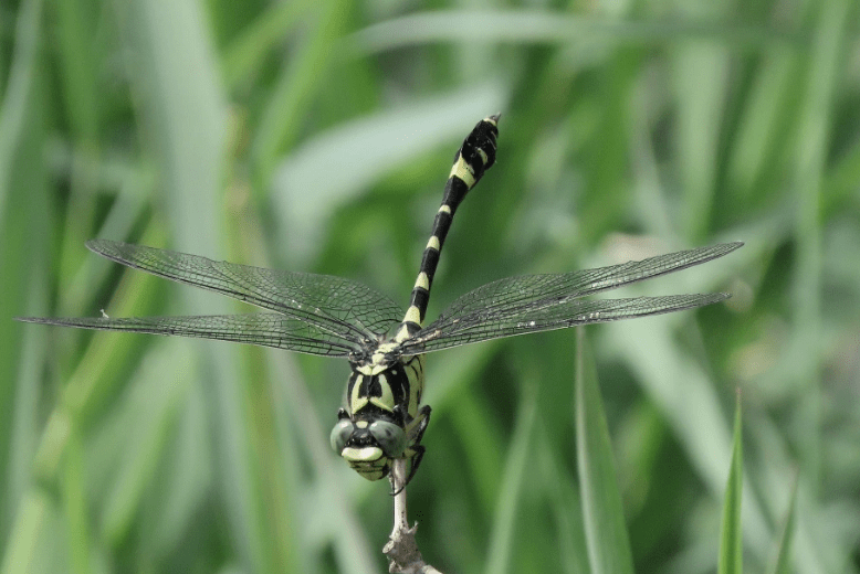 神奇生物在丰台联纹小叶春蜓